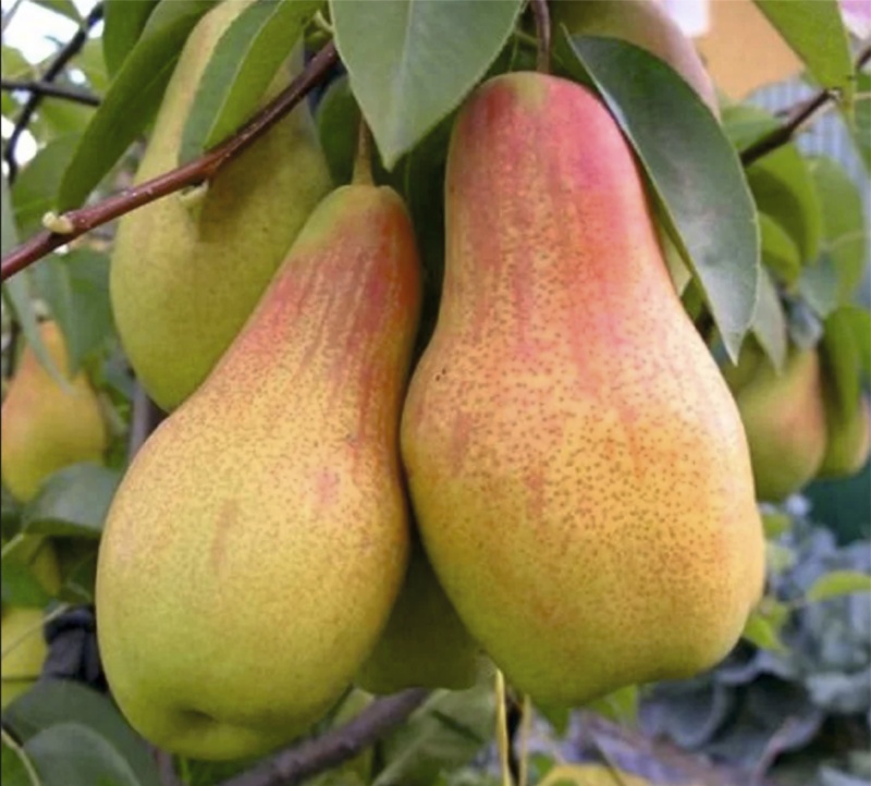 Груша Талгарская красавица