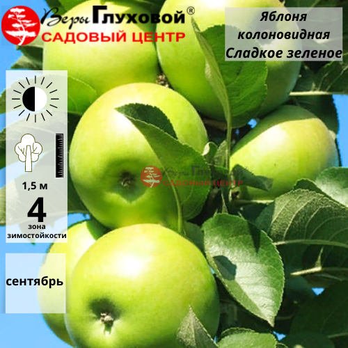 Яблоня колоновидная Сладкое зеленое