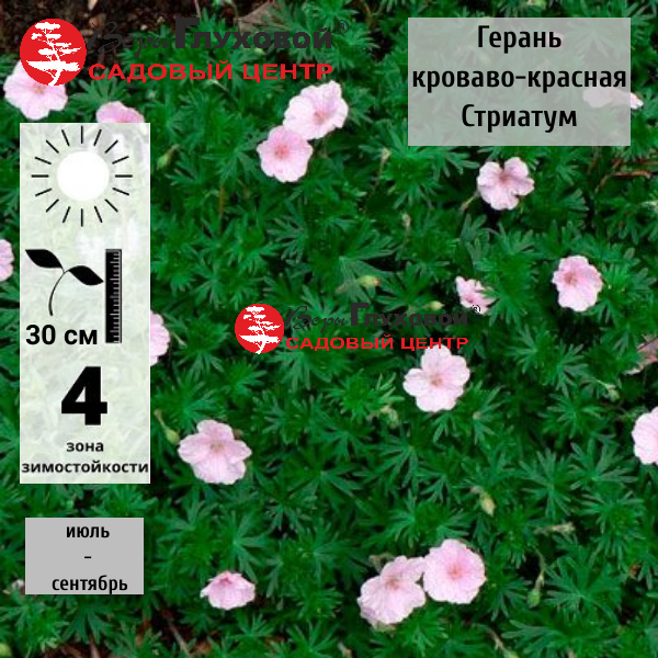 Герань кроваво-красная  Стриатум