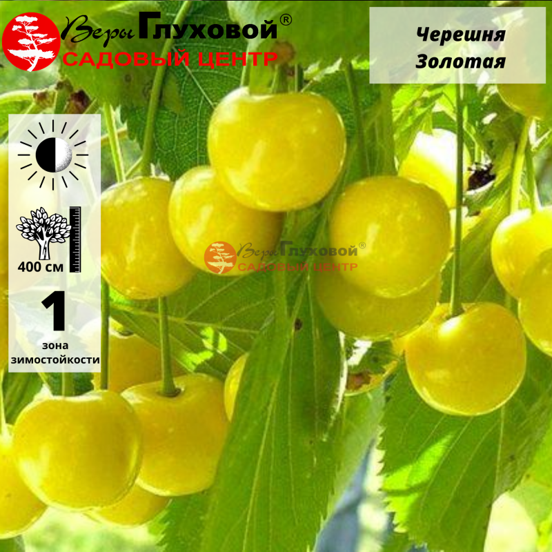 Черешня Золотая