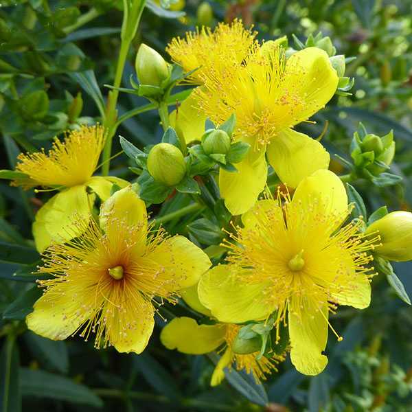 Зверобой Гемо
