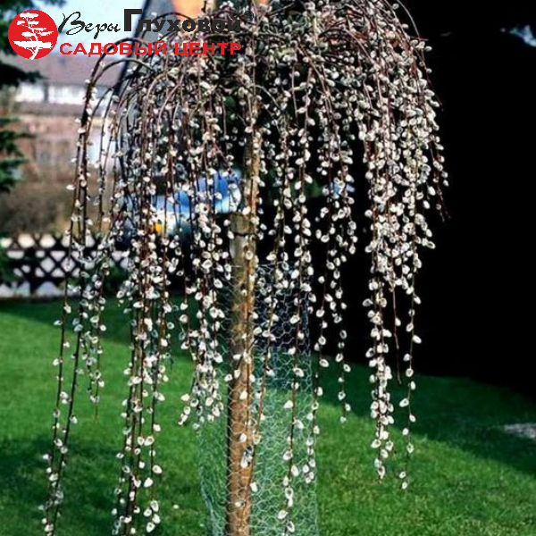 Ива козья Пендула