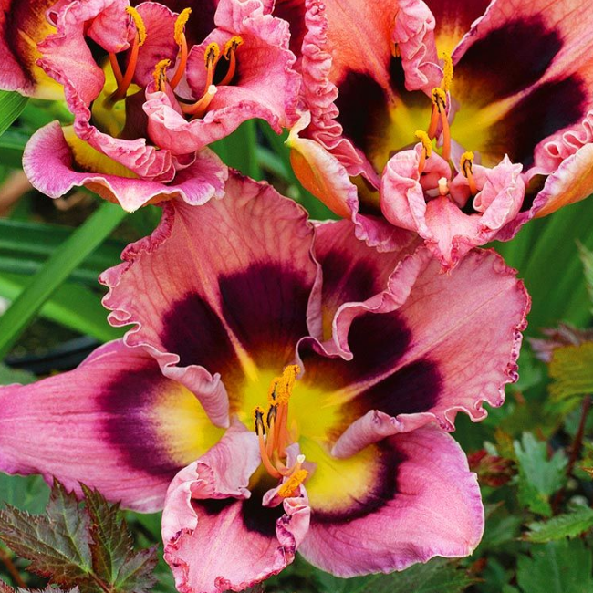 Лилейник Макбет