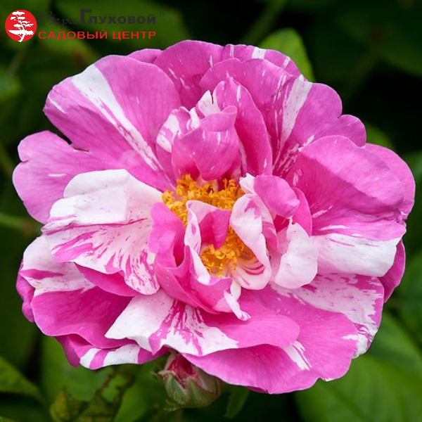 Роза полиантовая Gallica Versicolor Rosa Mundi