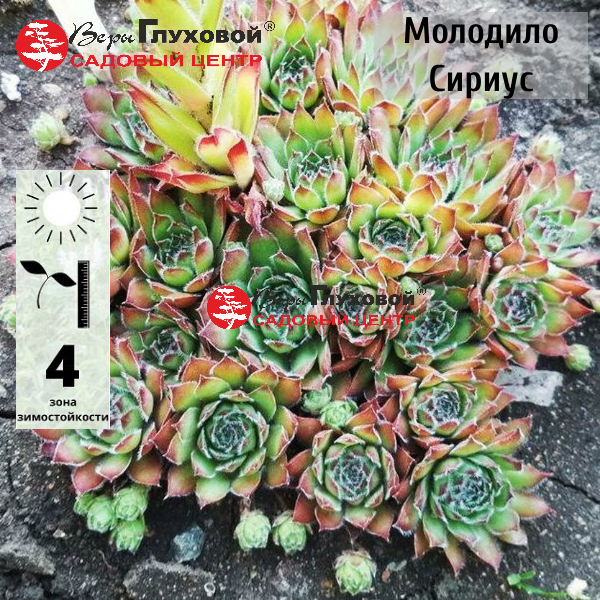 Молодило Сириус