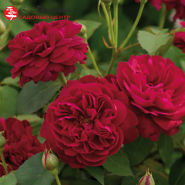 Роза флорибунда D.Austin Darcey Bussell