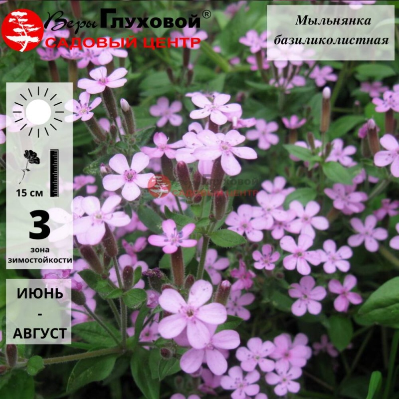 Мыльнянка базиликолистная 