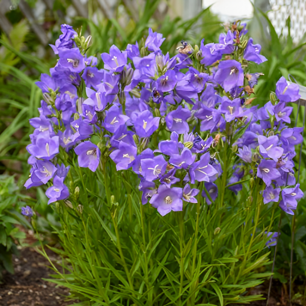 Основное изображение товара