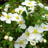Лапчатка кустарниковая (Potentilla fruticosa) Абботсвуд  С3 СП/24