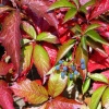 Виноград девичий (Parthenocissus quinquefolia) С3 СП/24
