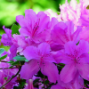 Азалия японская (Azalea japonica) 'Orlice' С3 ПЧ/24