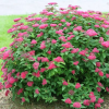 Спирея густоцветковая (Spiraea densiflora) С3 СП/24