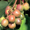 Актинидия аргута (Actinidia arguta) Женева С3 ГлХ/23
